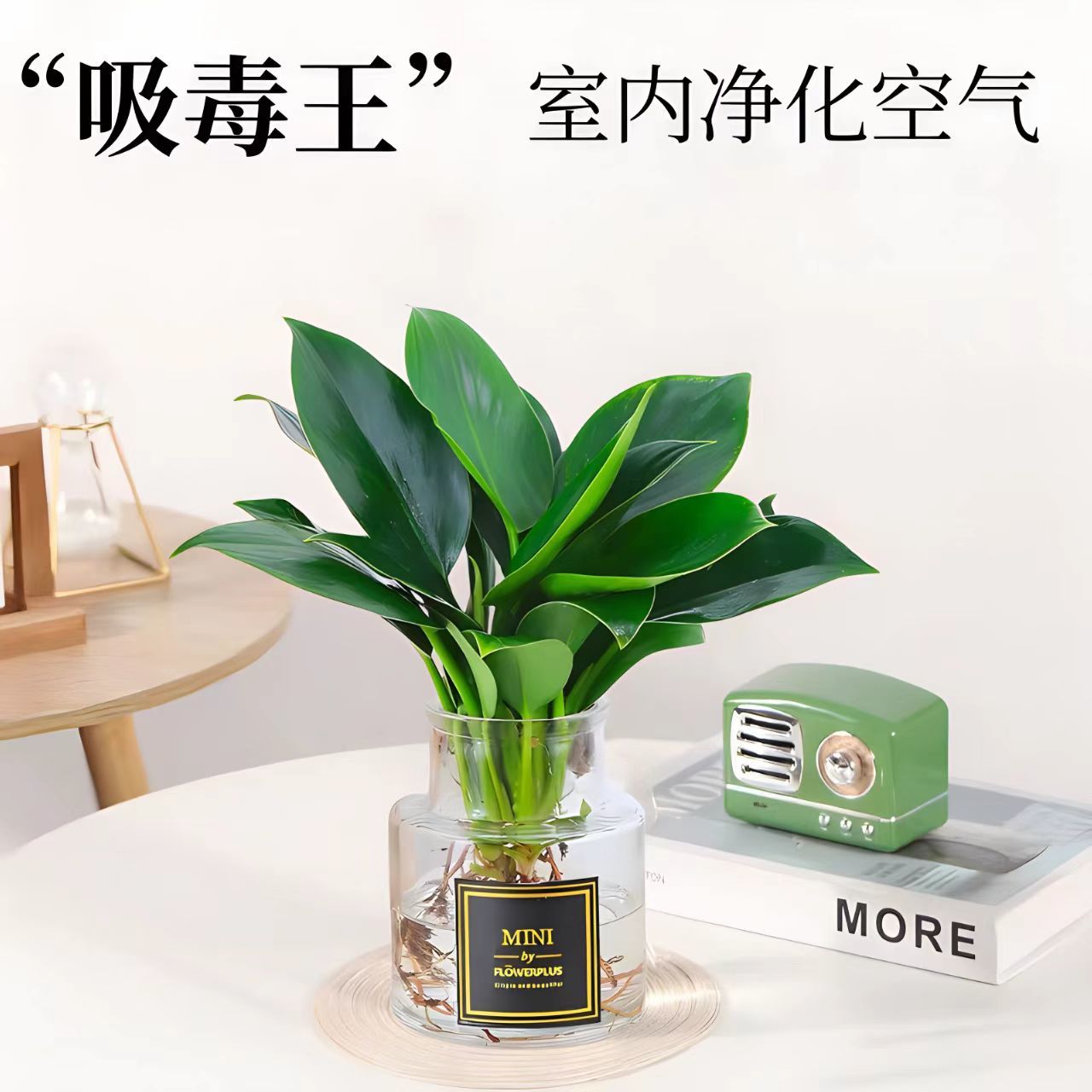 金钻绿公主水培绿植室内客厅办公桌面摆放净化空气绿植花卉盆栽苗