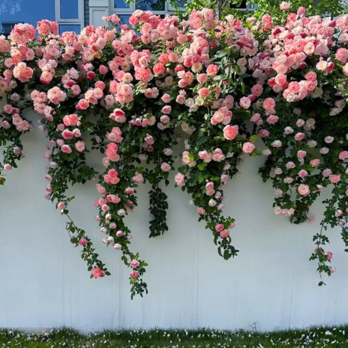 樱霞 爬藤抗病性极强  丰花 多季节开花 藤本月季花苗