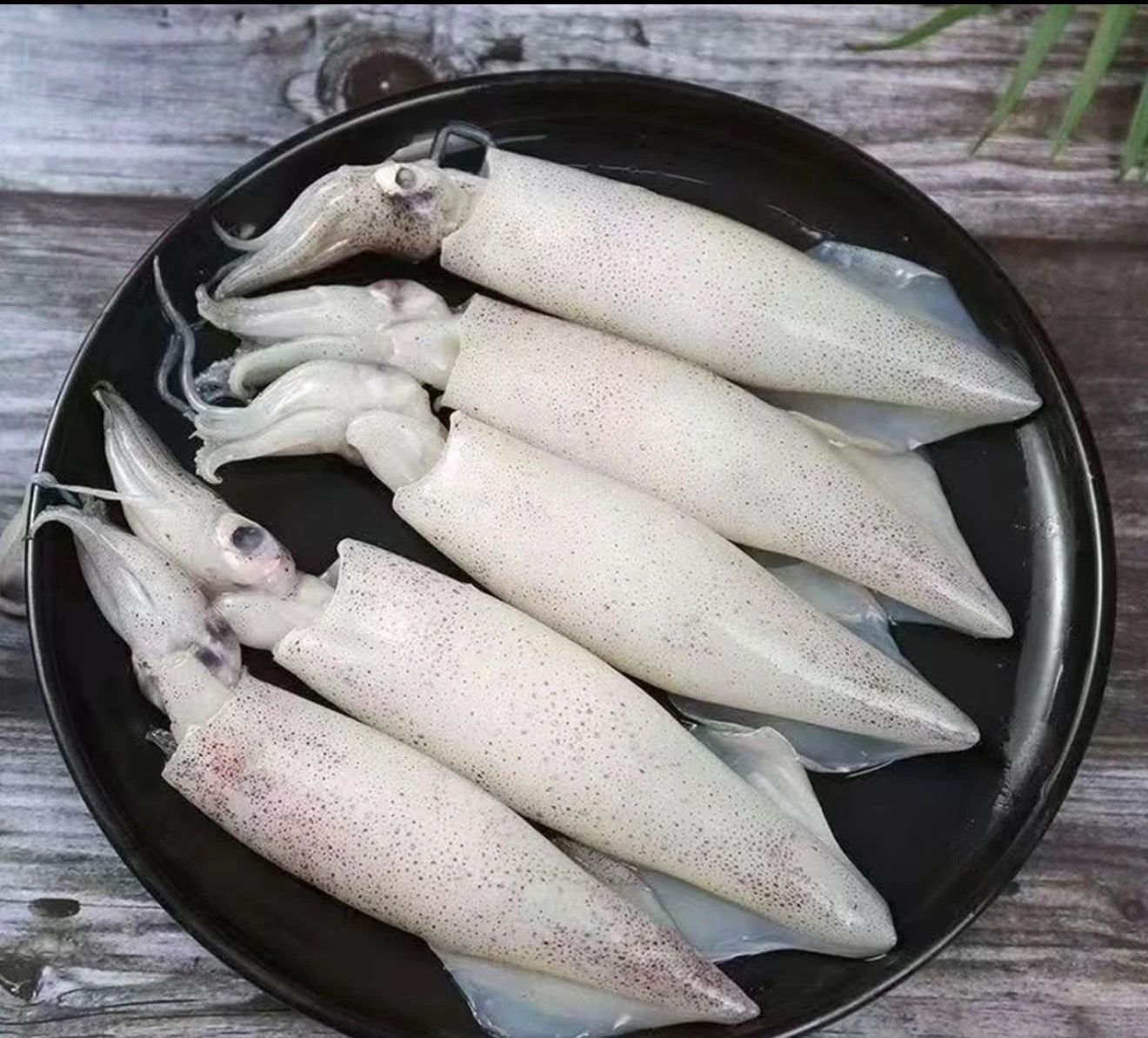 野生笔管鱼 海兔 鱿鱼无籽新鲜美味海鲜顺丰发货