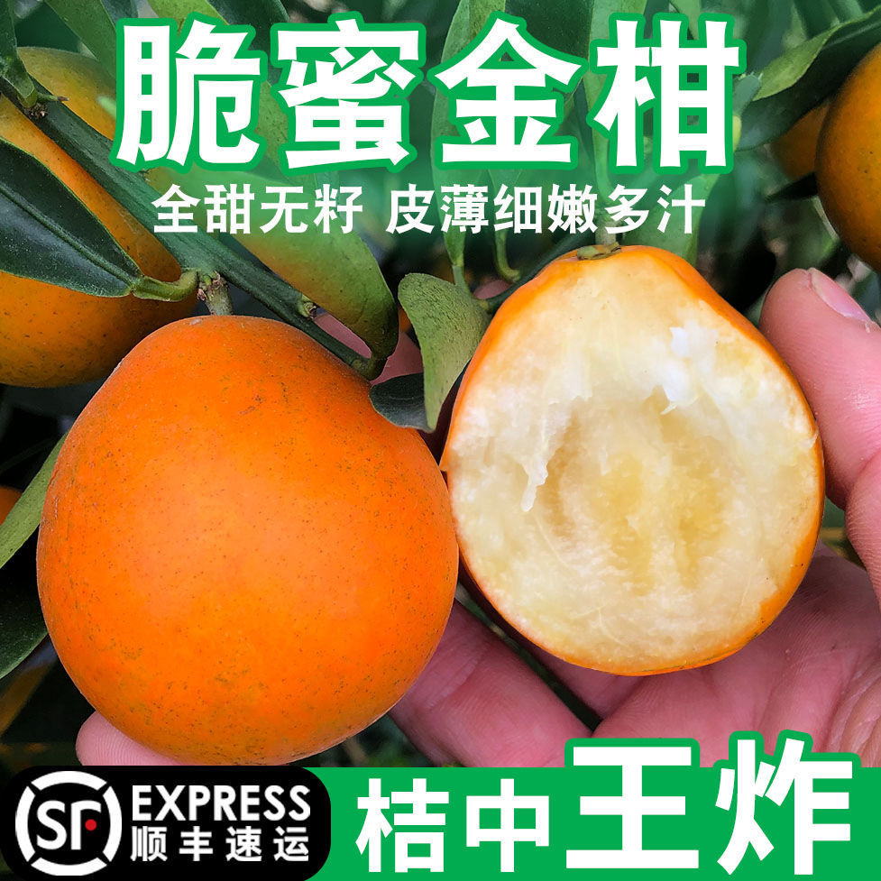 顺丰发货【脆蜜金柑】爆甜广西正宗第三代脆蜜金桔鲜果当季现摘水果