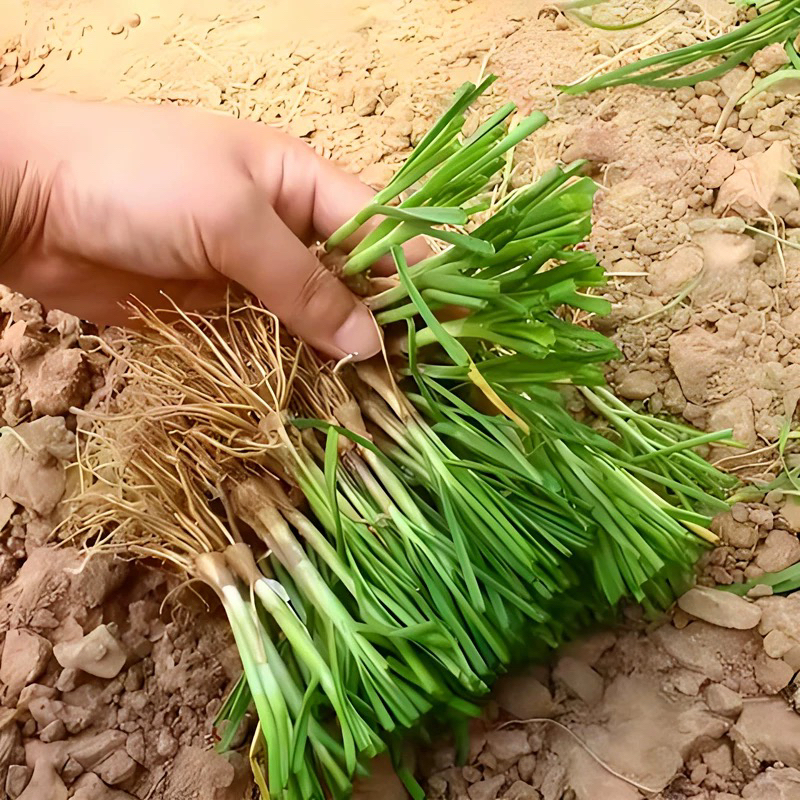韭菜苗老品种独根红韭菜宽叶盆栽小院种植韭菜根