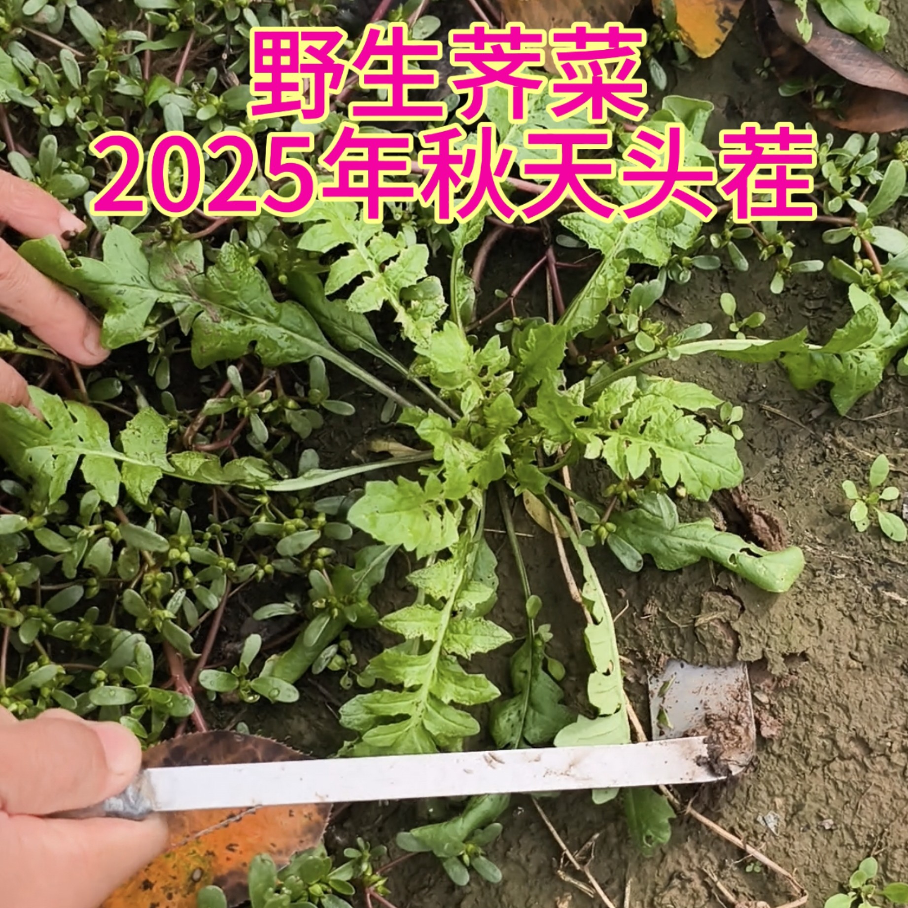 精挑细选-2025年秋天头茬纯野生小叶香荠菜短根