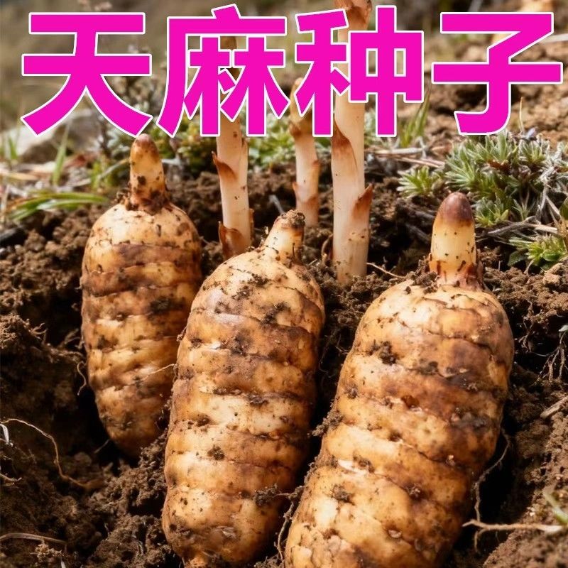 天麻种子易种植秋冬种植高产蔬菜种子高发芽率适宜阳台庭院种植