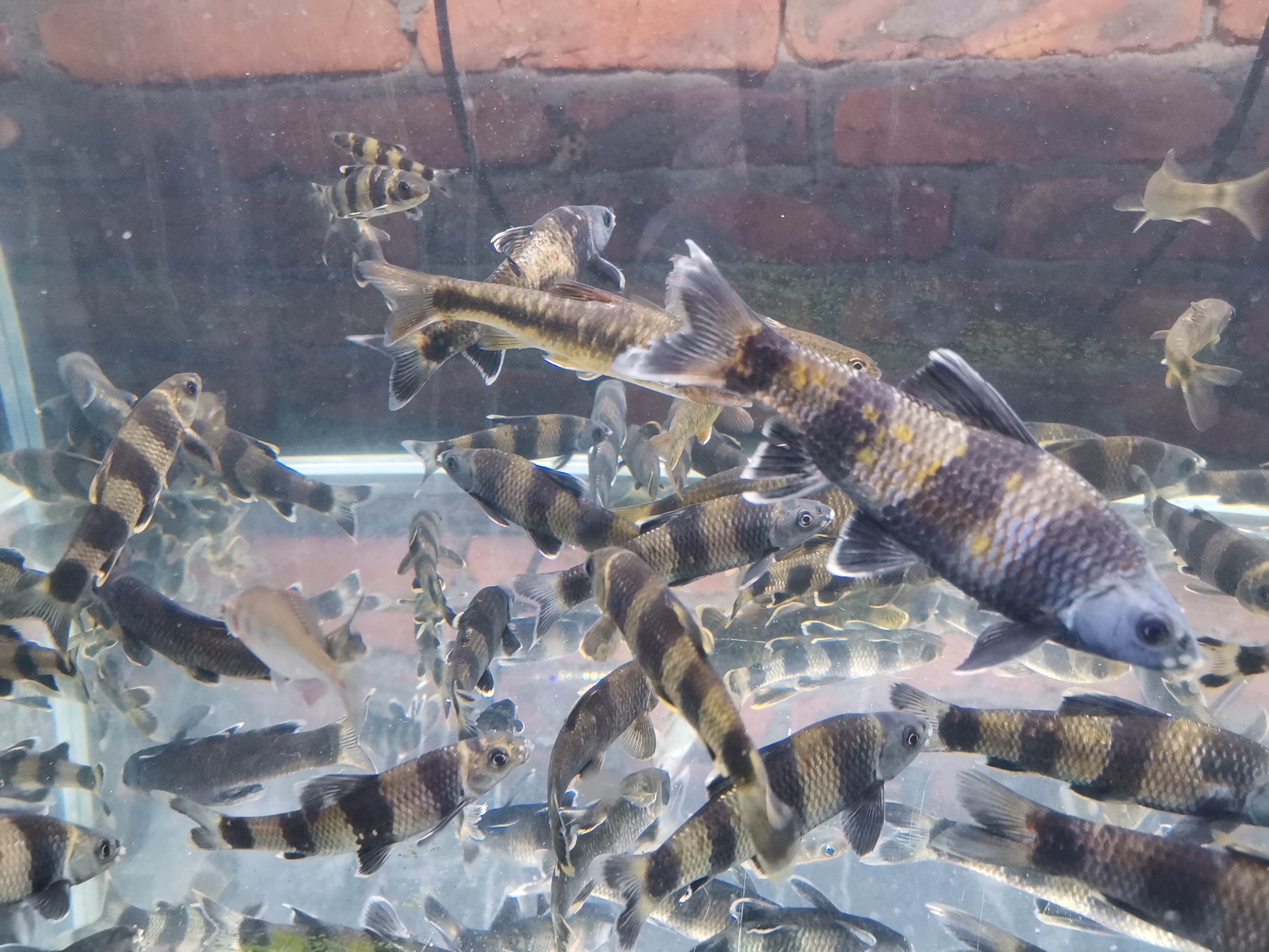 华鳈熊猫鱼冷水鱼原生鱼胭脂鲤溪石斑观赏工具鱼活体