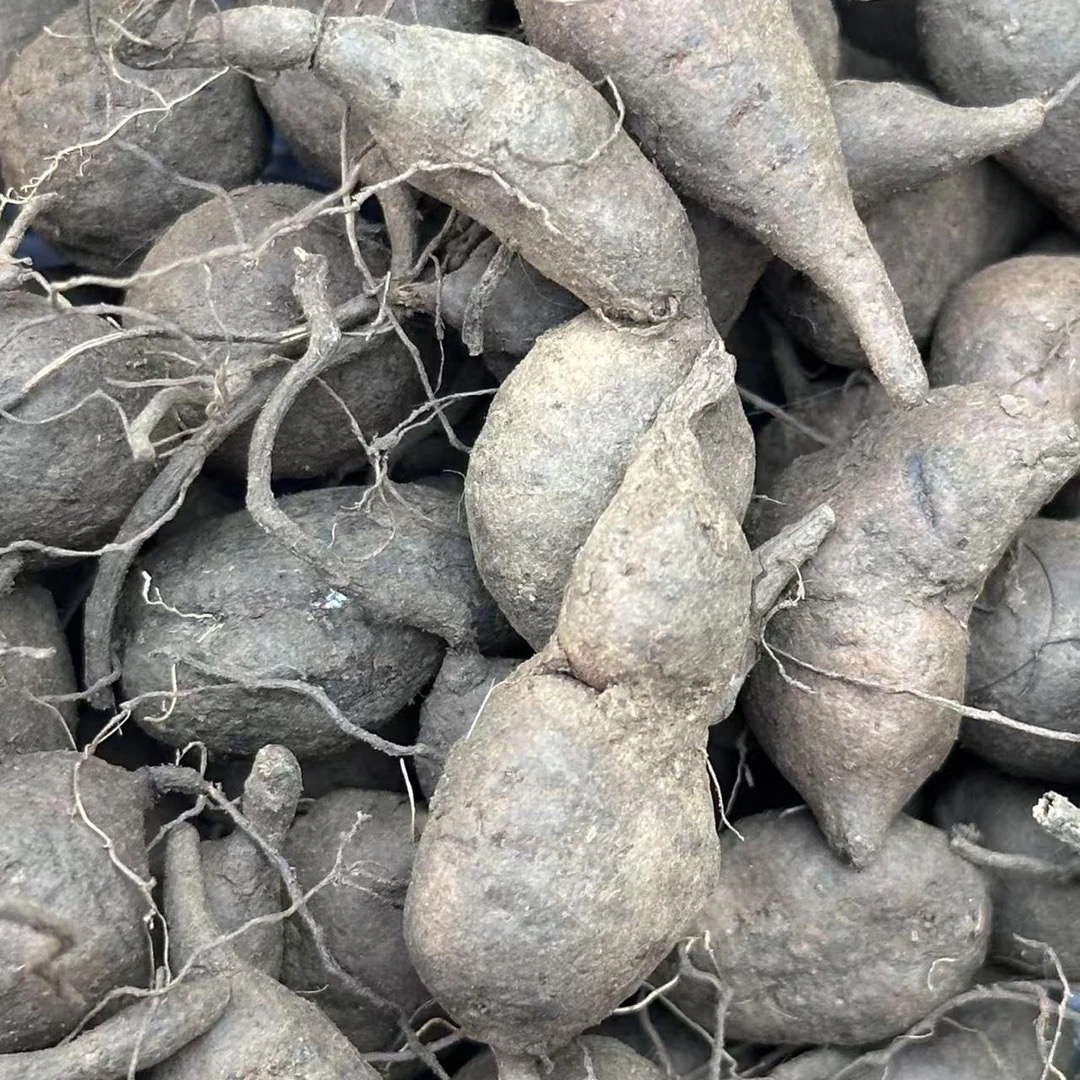 蛟哥优品 永嘉高山三叶青