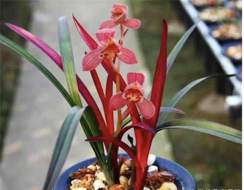 建兰 红草红荷 花开浓香 好养易活带花苞