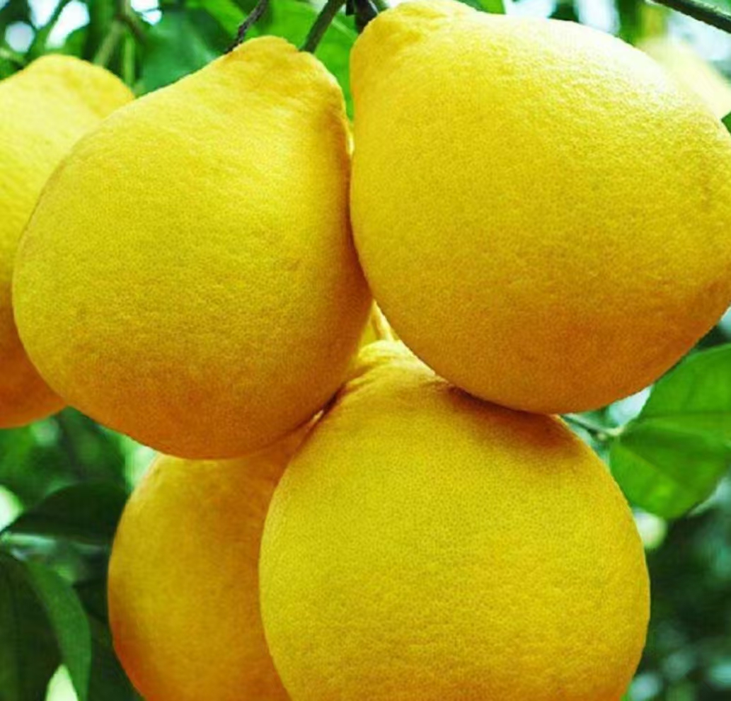 湖南石门老树沙田柚新鲜采摘清甜多汁多肉