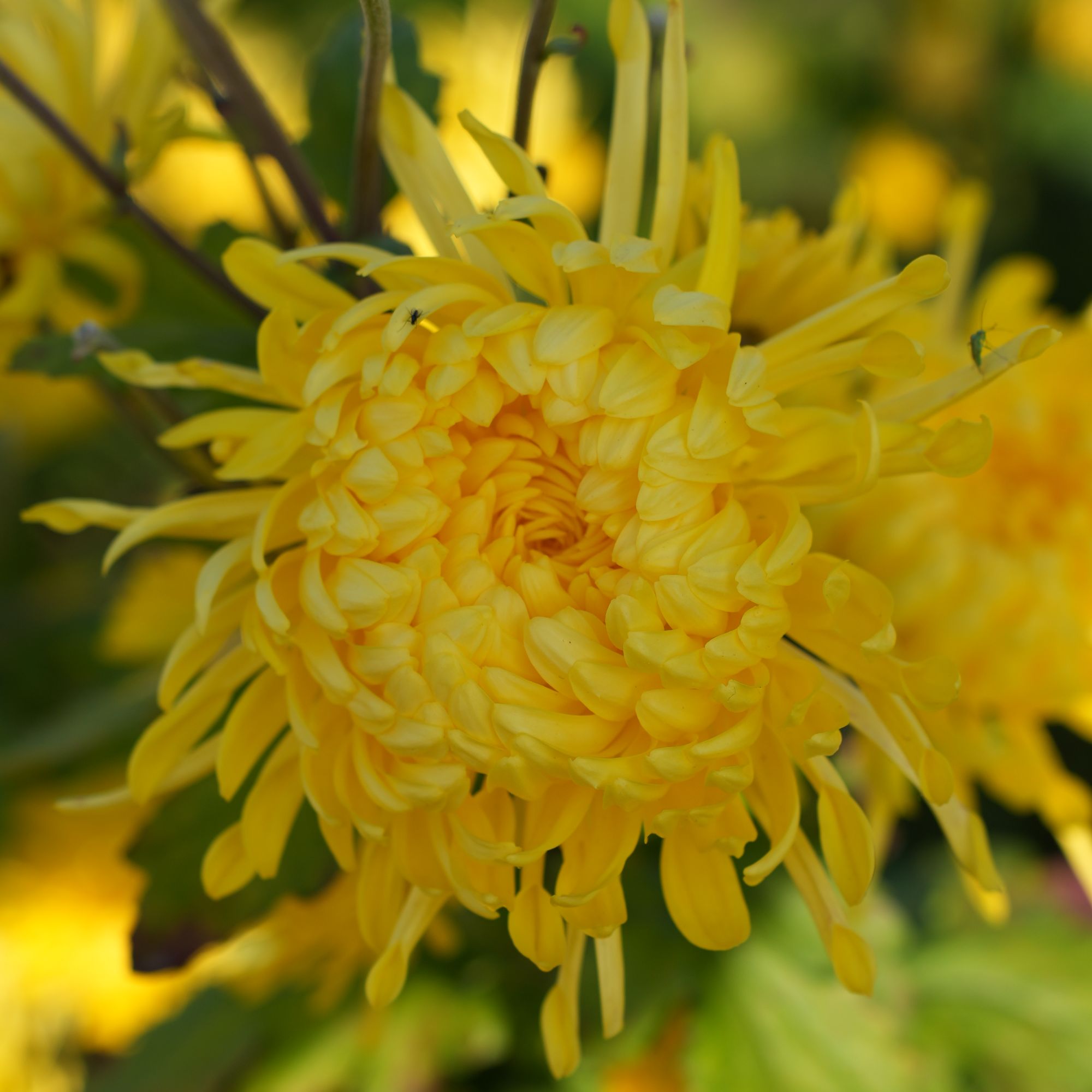 菊花茶金丝皇菊独立包装30包拍一发二60袋