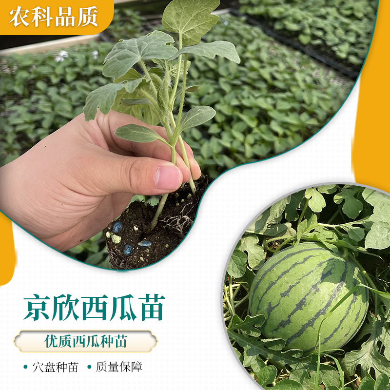 【农科院】京欣大西瓜西瓜苗吊篮小西瓜麒麟西瓜阳台种植