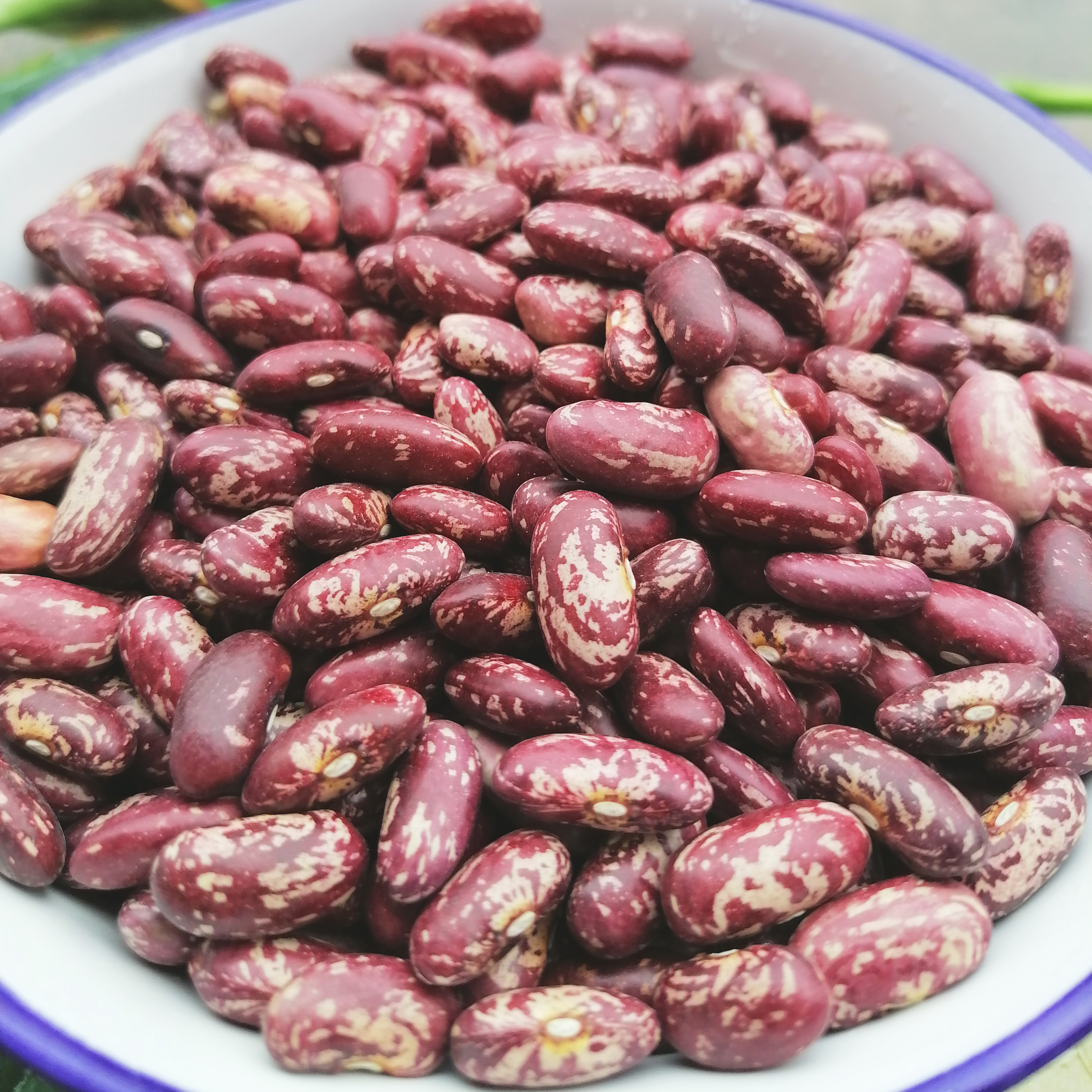 贵州酸菜豆米新花豆云豆芸豆四季豆米红芸豆