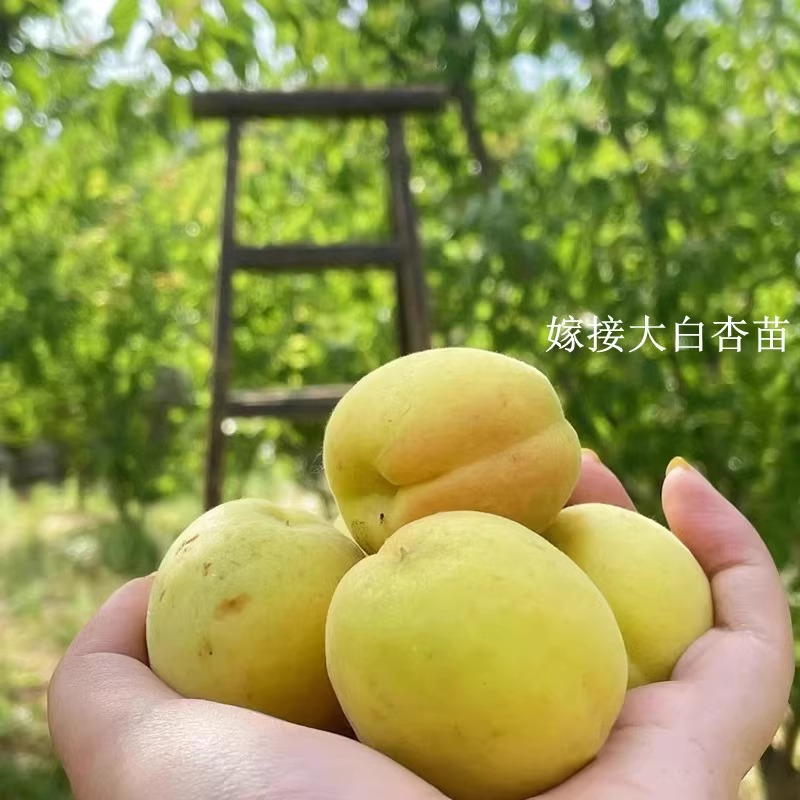 杏树果苗嫁接新疆大白杏树苗早熟南方北方庭院种植盆栽地栽果树苗