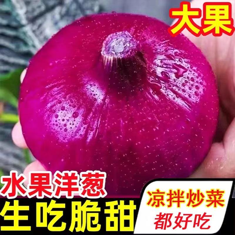 甘肃新鲜现挖紫皮洋葱炒菜凉拌时令蔬菜脆嫩可口