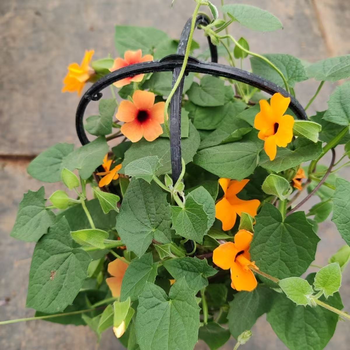 黑眼苏珊耐寒耐晒垂吊爬藤植物花卉盆栽室内鲜花客厅四季开花