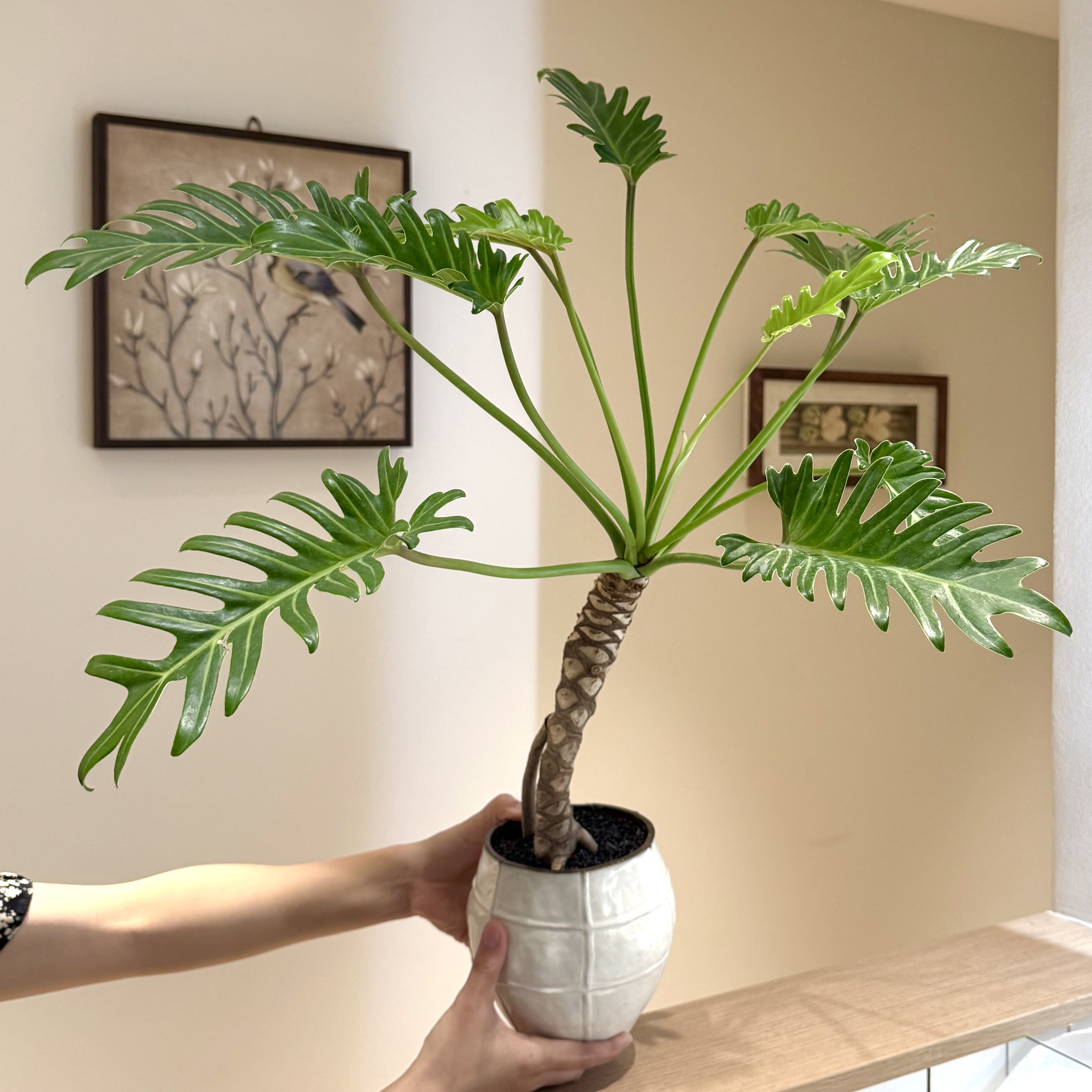 老桩龙鳞小天使竹芋海芋盆栽盆景室内客厅好养观叶花卉绿植