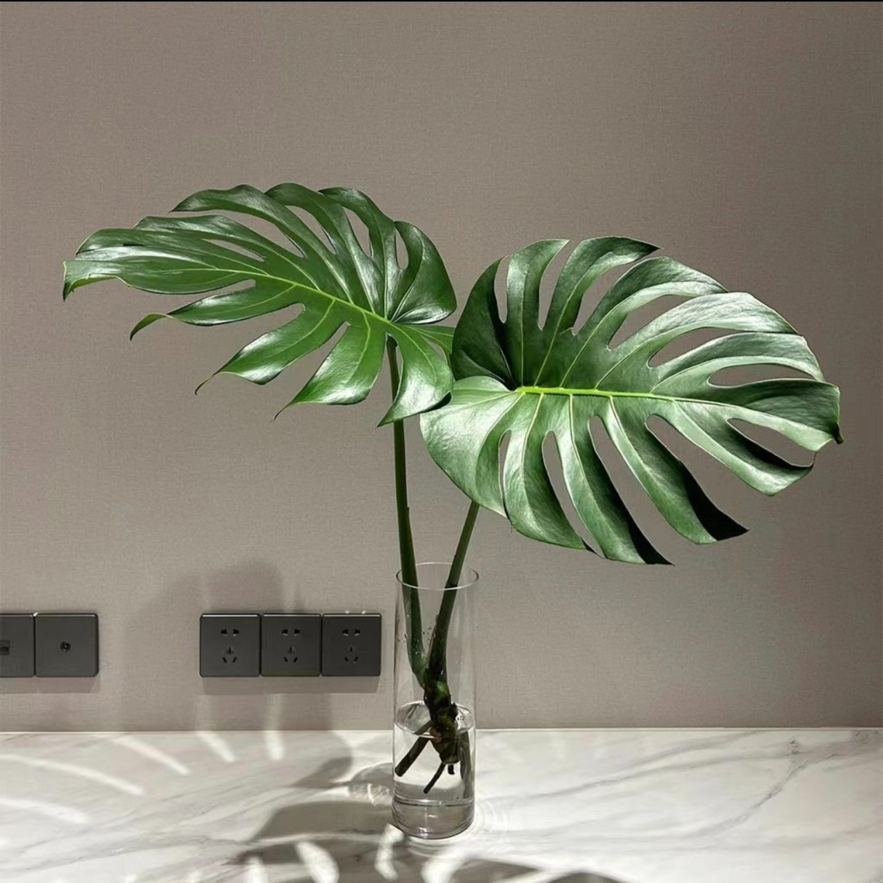 （买一送一）龟背竹老桩水培绿植办公室客厅阳台四季常大型开背植物