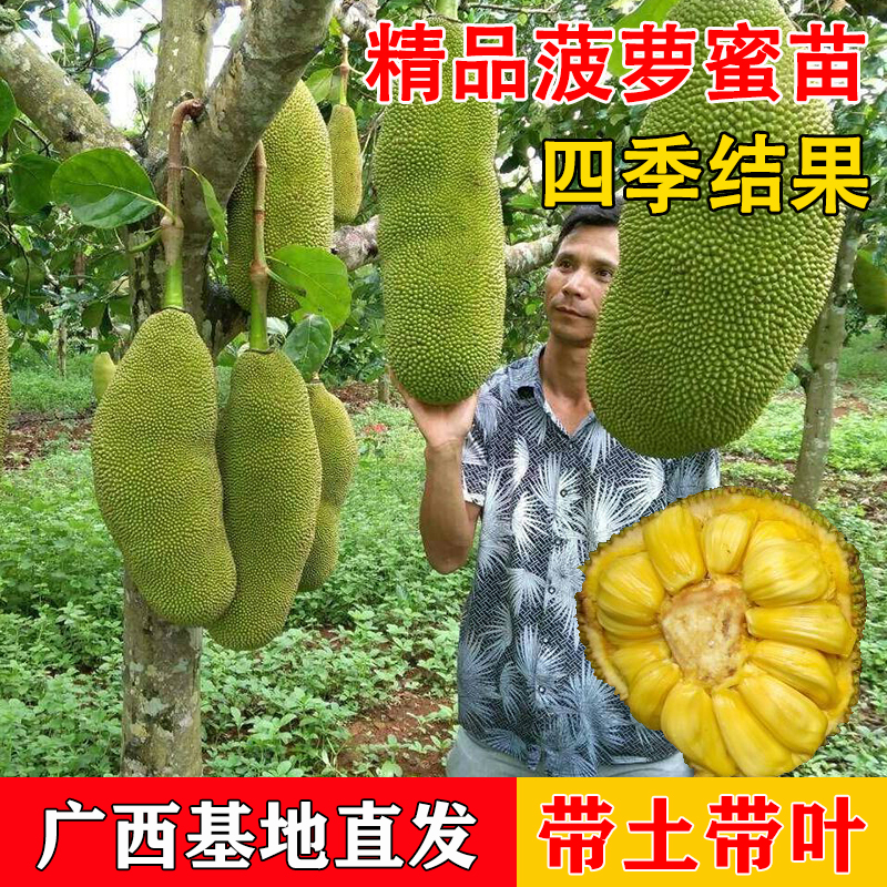 正宗红肉菠萝蜜苗四季结果带土带叶嫁接果树苗海南四季菠萝印尼红