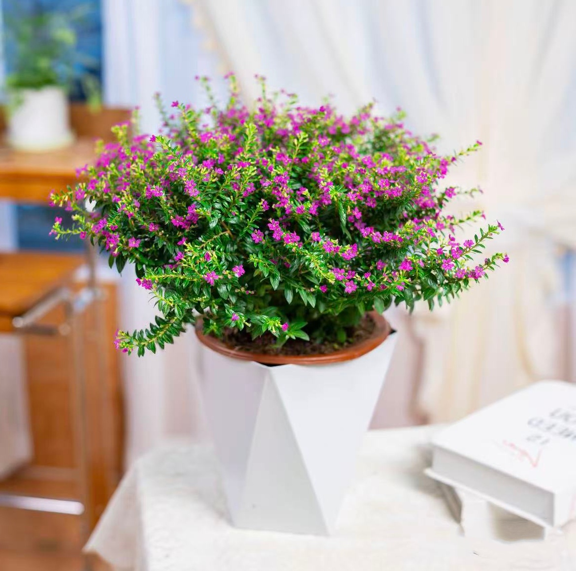 满天星盆栽带花苞四季开花室内外阳台庭院好养花卉