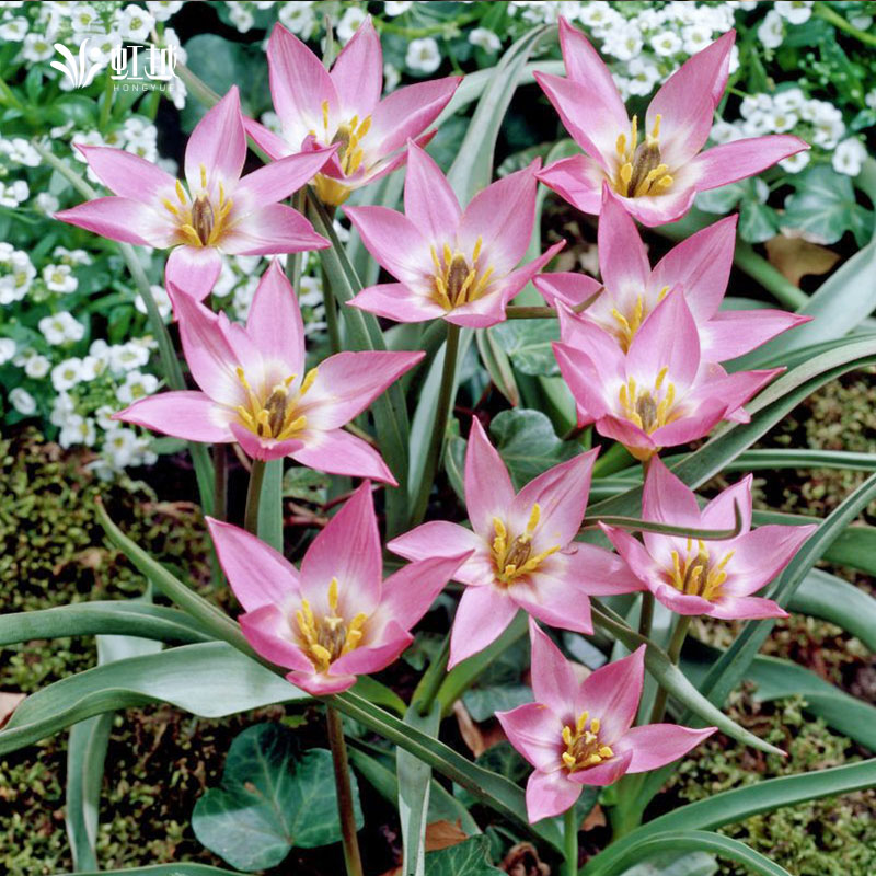 HONGYUE/虹越进口原生郁金香种球根花卉可盆栽地栽耐寒易养现货