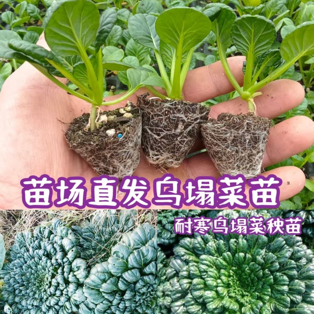 乌塌菜苗高产耐寒高钙口味佳小趴菜苗阳台田园秋冬耐寒高产蔬菜苗