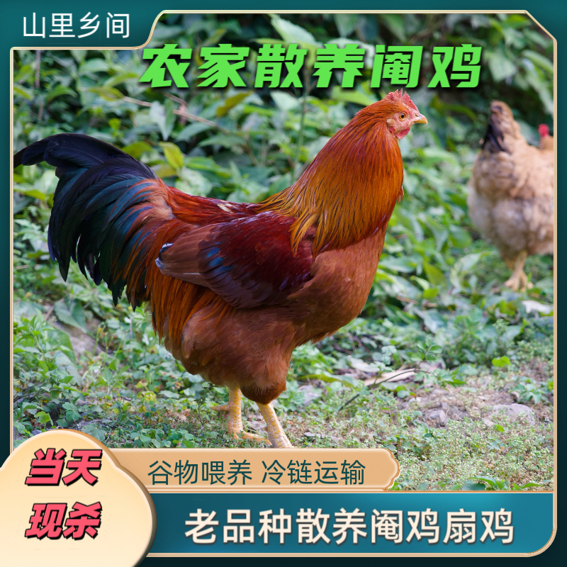 广西农家散养阉鸡  正宗土鸡 散养10个月以上 宰杀后速冻冷链发货