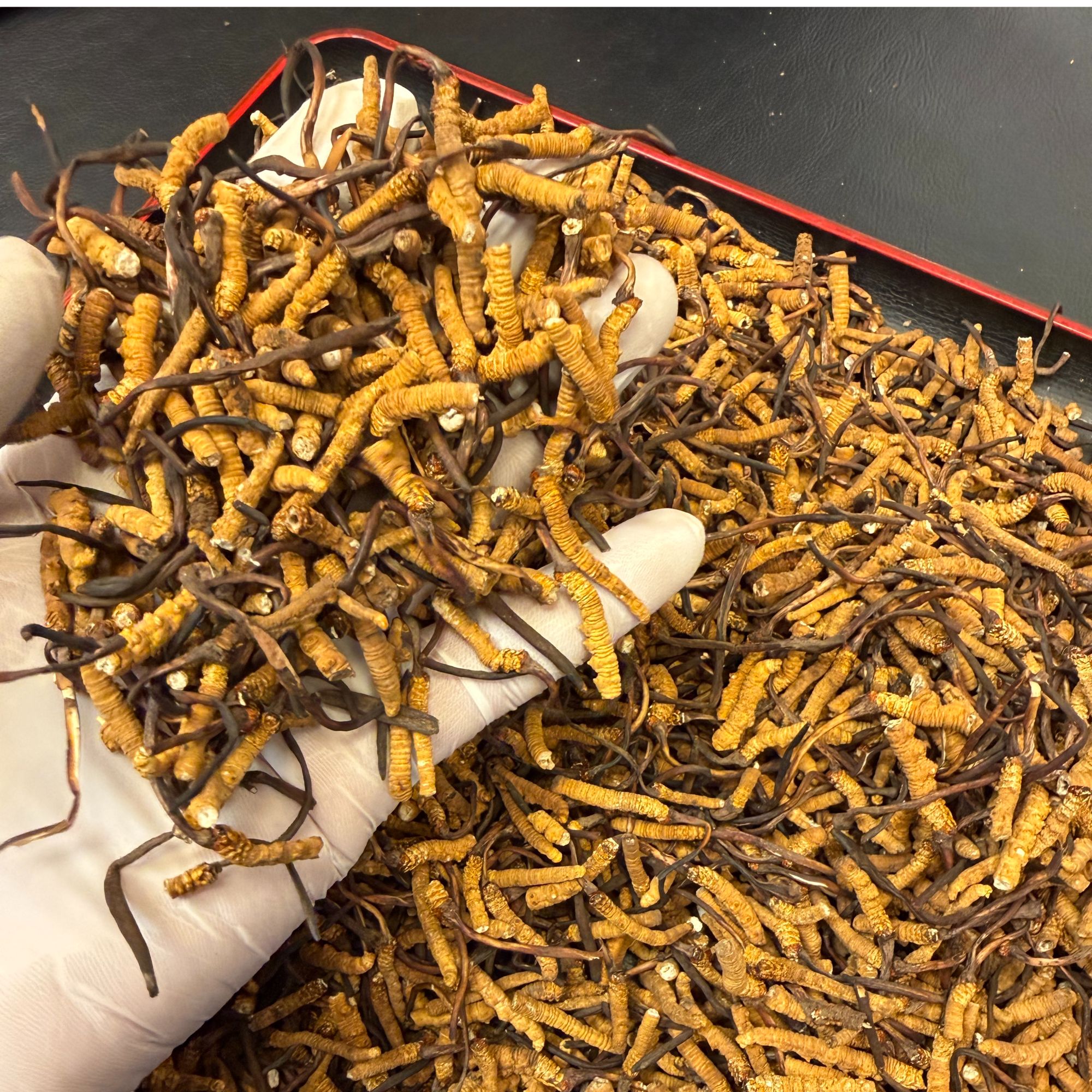 【宠粉特惠】瑕疵小断草断枝冬虫夏草小号青藏高原野生冬虫夏草断