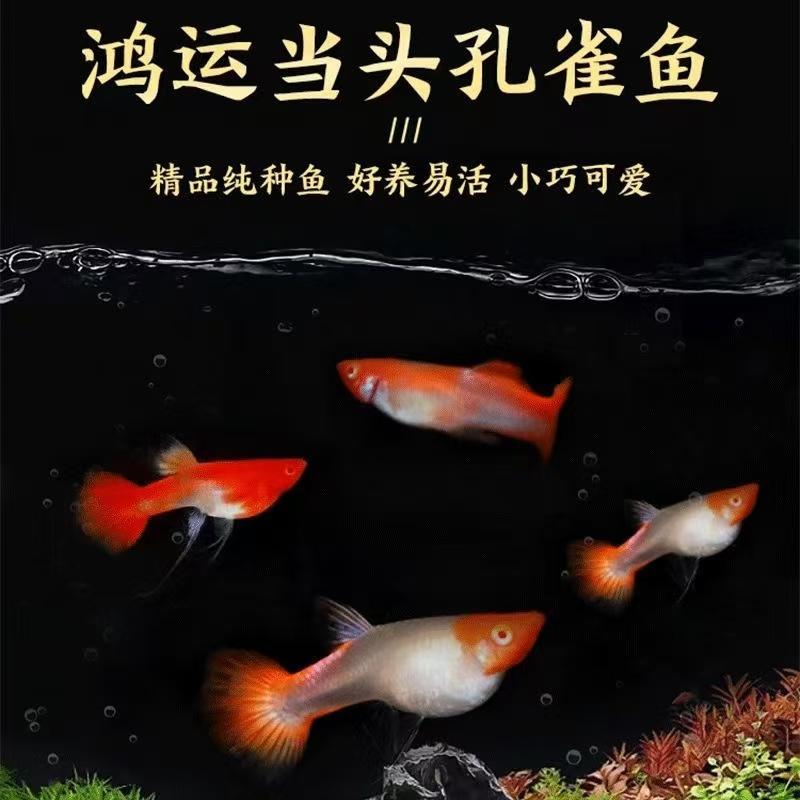 鸿运当头孔雀鱼公母一对胎生鱼观赏鱼热带鱼直接生小鱼新手鱼好养