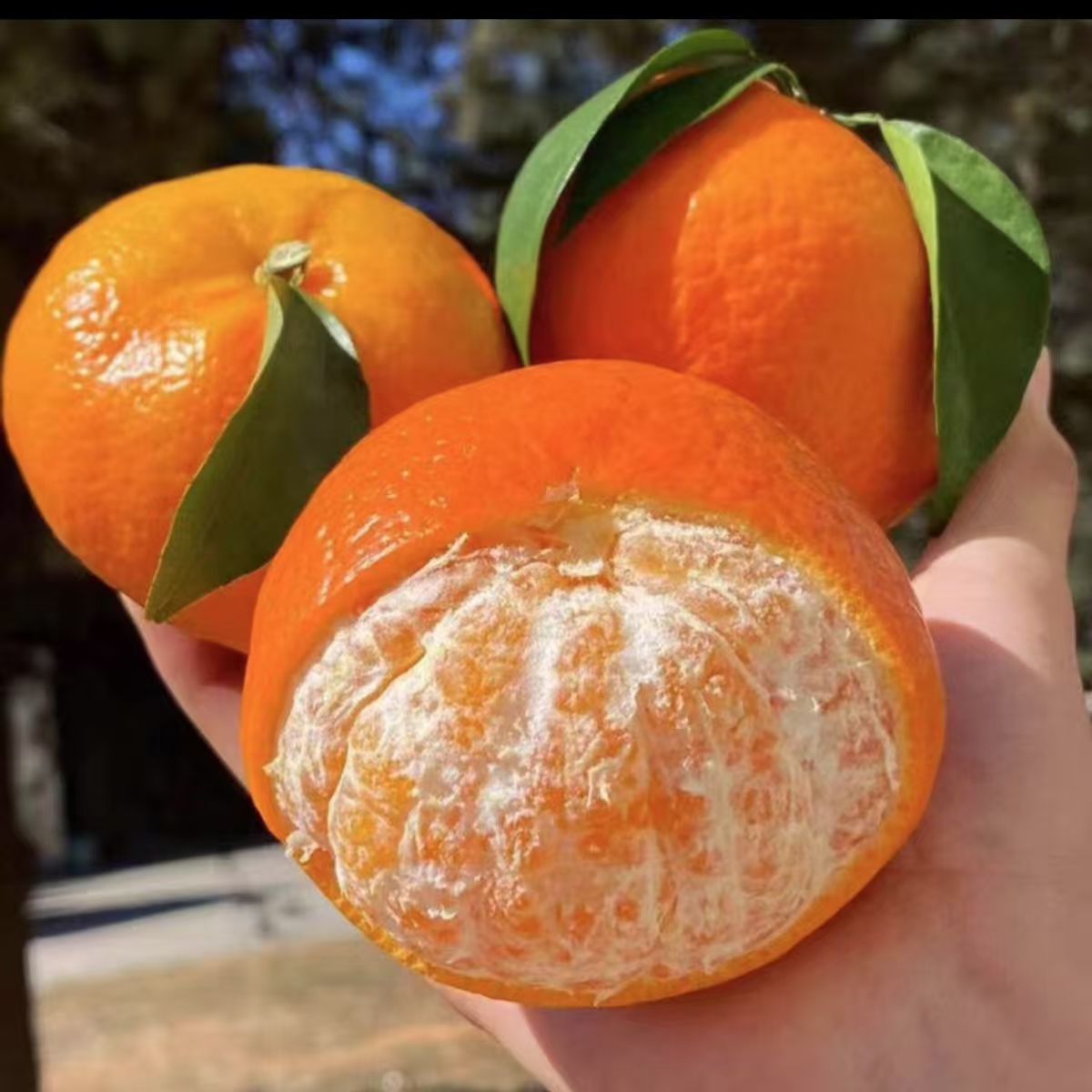 【助农专属】正宗沃柑带箱9-10斤爆甜多汁/应季新鲜水果/现摘现发