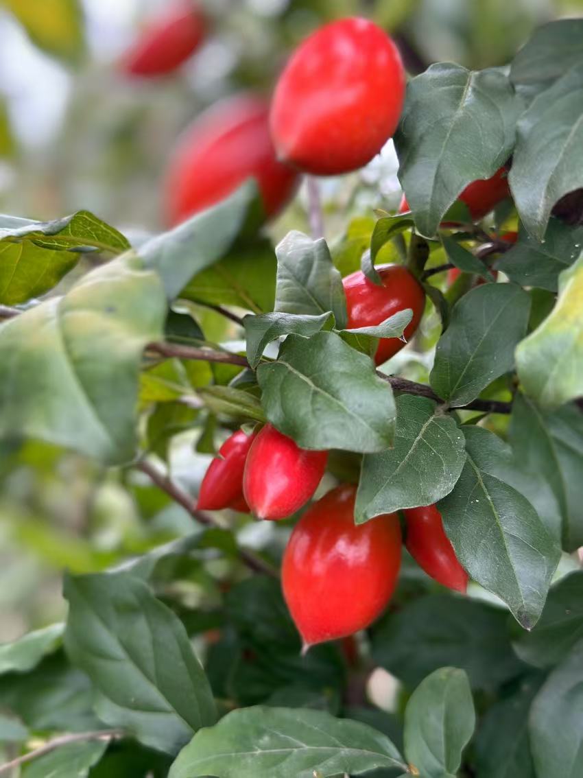 大陈老鸦柿盆景一物一拍