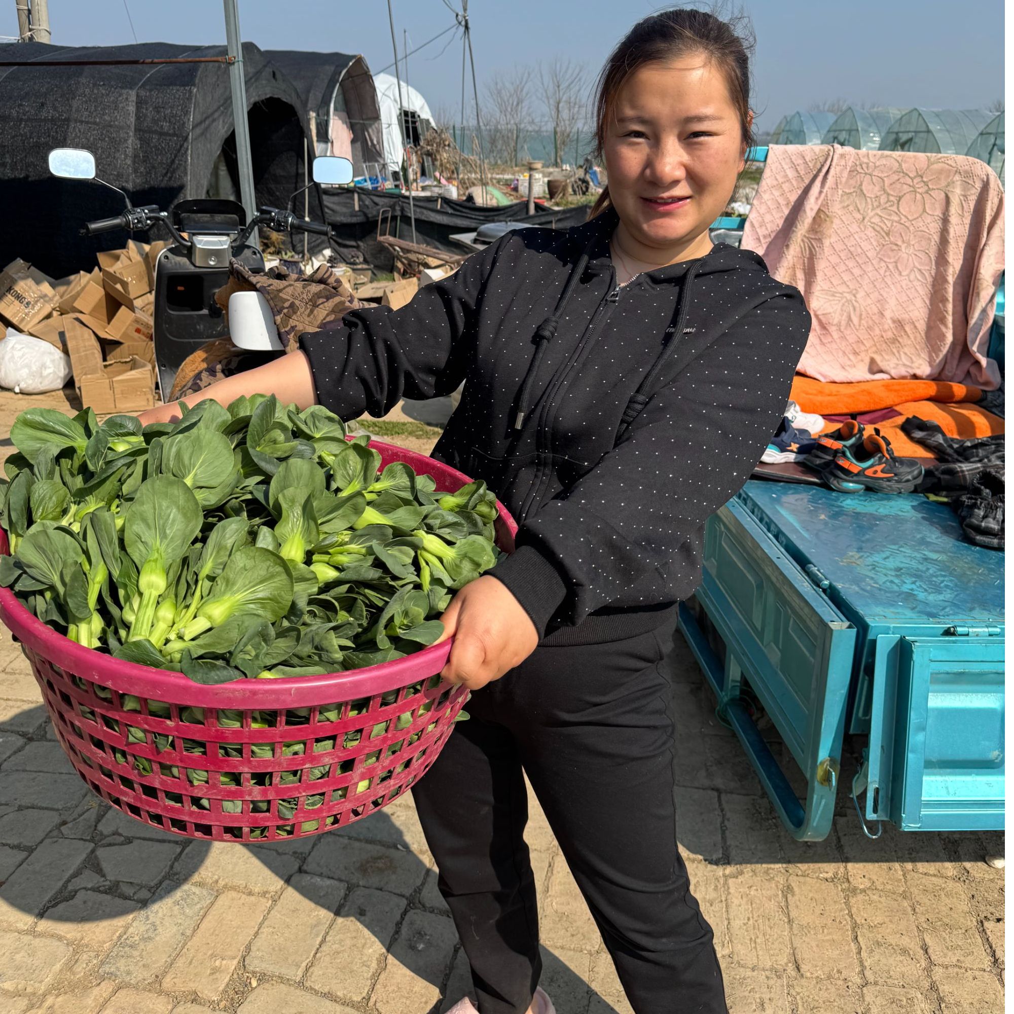 阳澄湖自种青菜新鲜现采现发