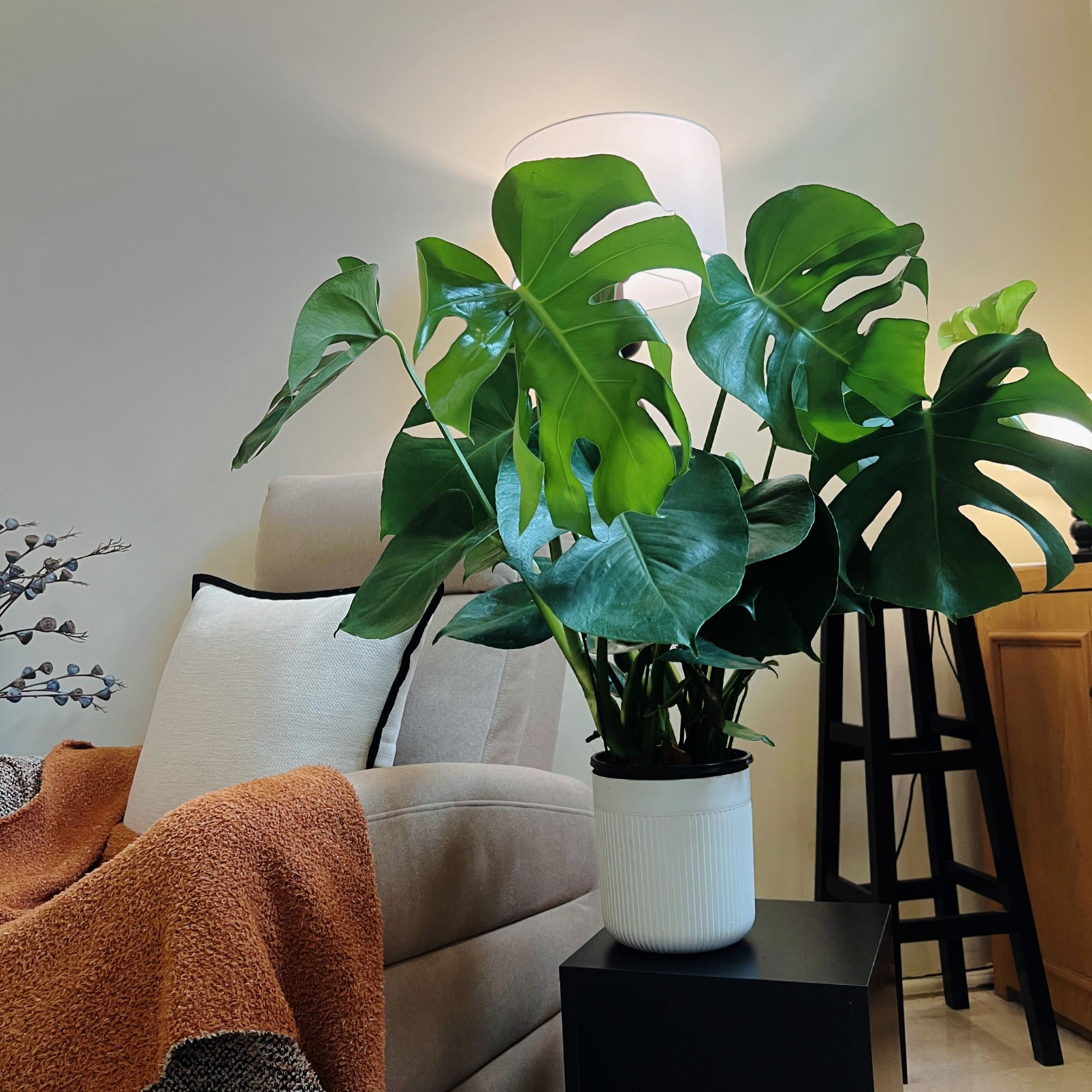 海南龟背竹水培土培种植盆栽绿植水养龟背竹水培龟背竹室内大型