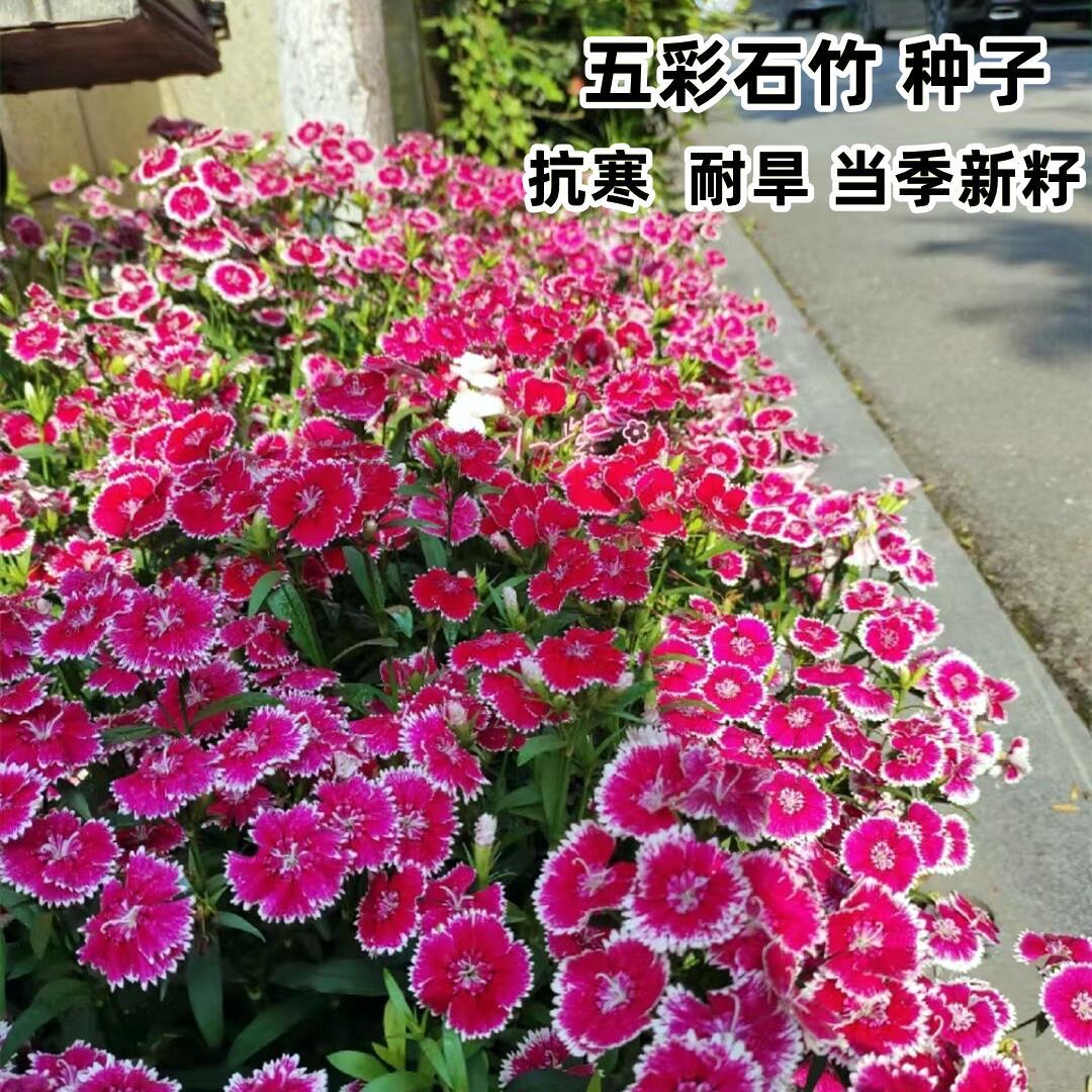 五彩石竹美国石竹耐寒矮生四季播种庭院花盆盆栽花卉种子