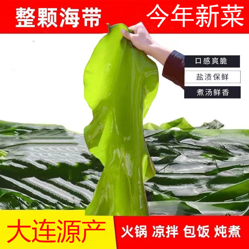 大连海带鲜嫩盐渍整颗海带 带箱5斤 少盐凉拌炖煮火锅