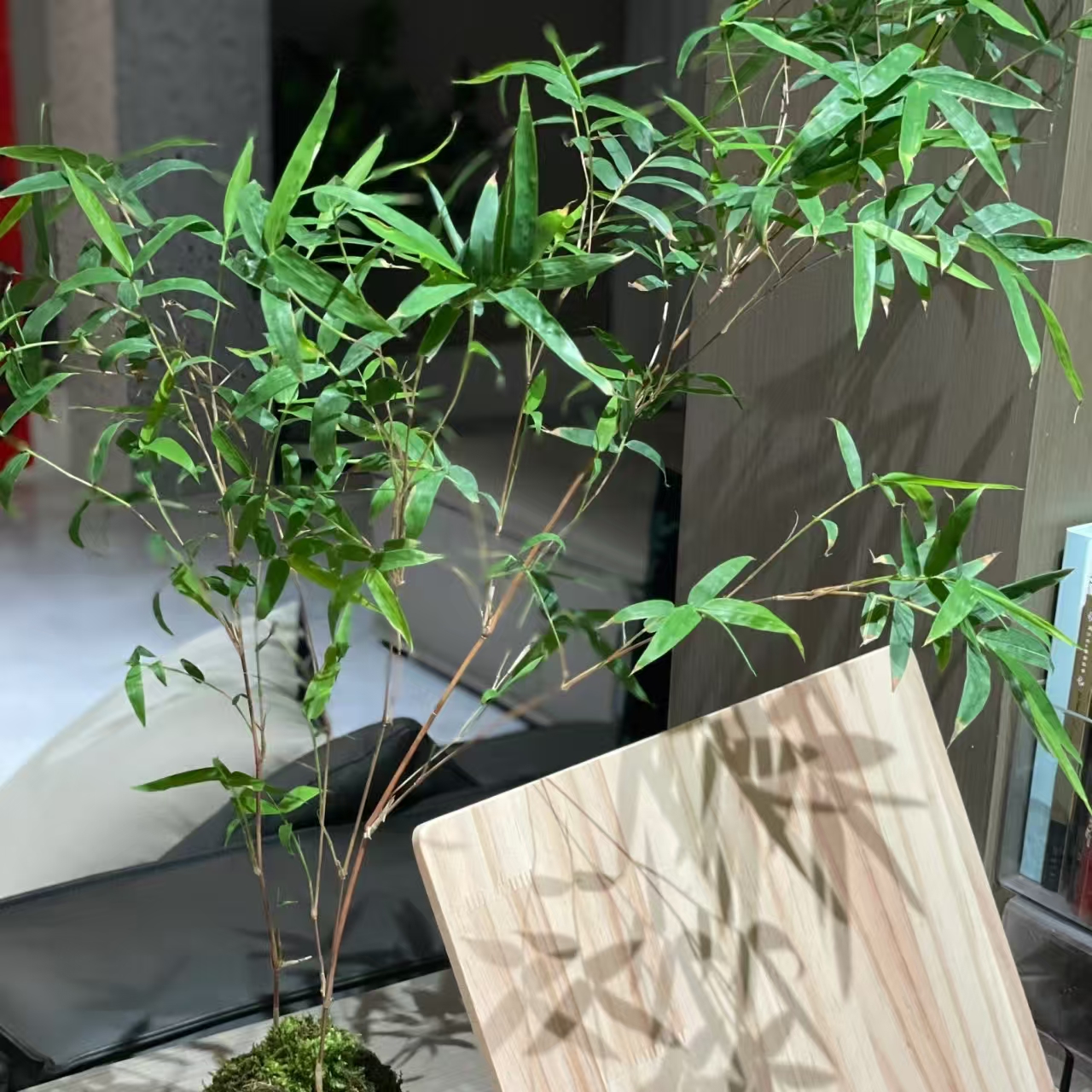 红竹红观音竹苔藓球四季常青书房客厅办公室内桌面绿植盆栽好养