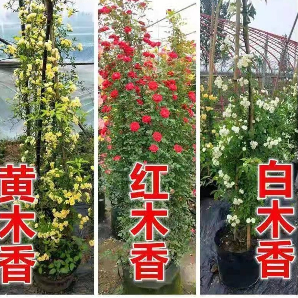 黄木香花苗爬藤月季植物浓香四季红木香庭院攀援