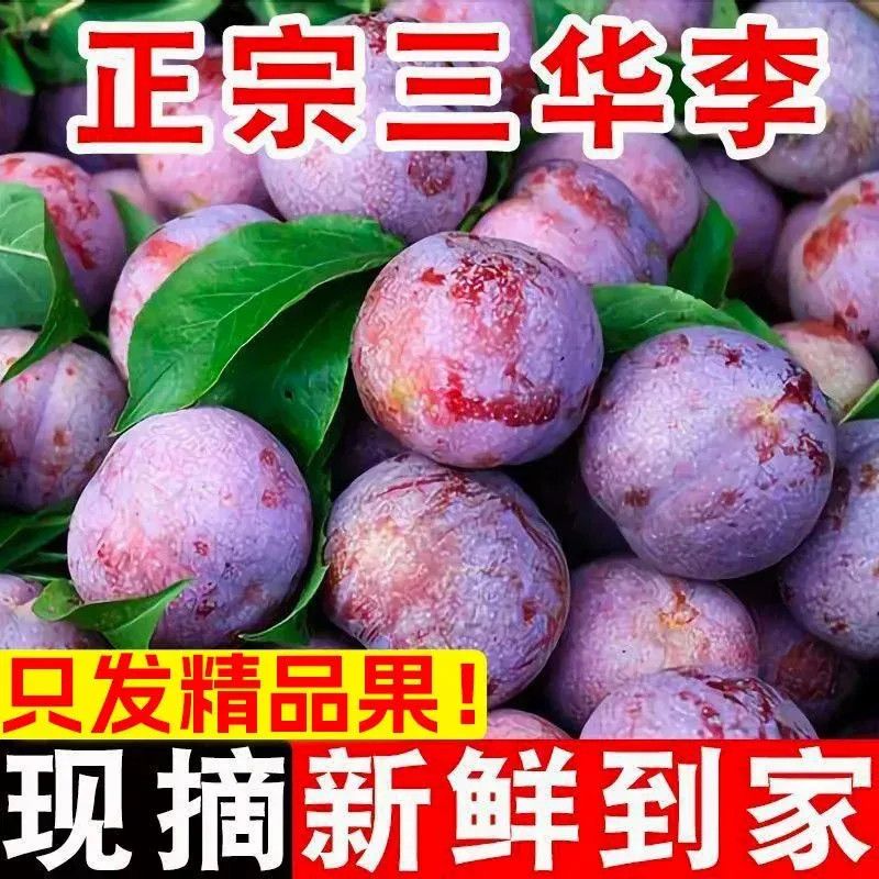【早上采摘】三华李子应当季新鲜水果广西桂林红心红肉酸野三华李