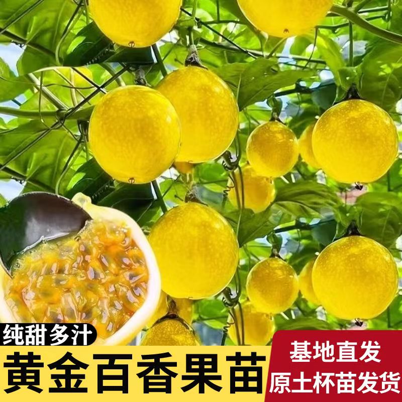 正宗钦蜜9号黄金百香果嫁接树苗无酸百香果四季庭院盆栽当年结果