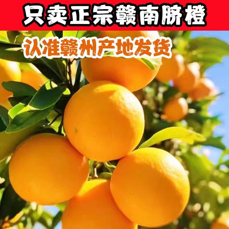 【正宗赣南脐橙】江西赣南脐橙新鲜现摘多汁香甜应季水果产地直发