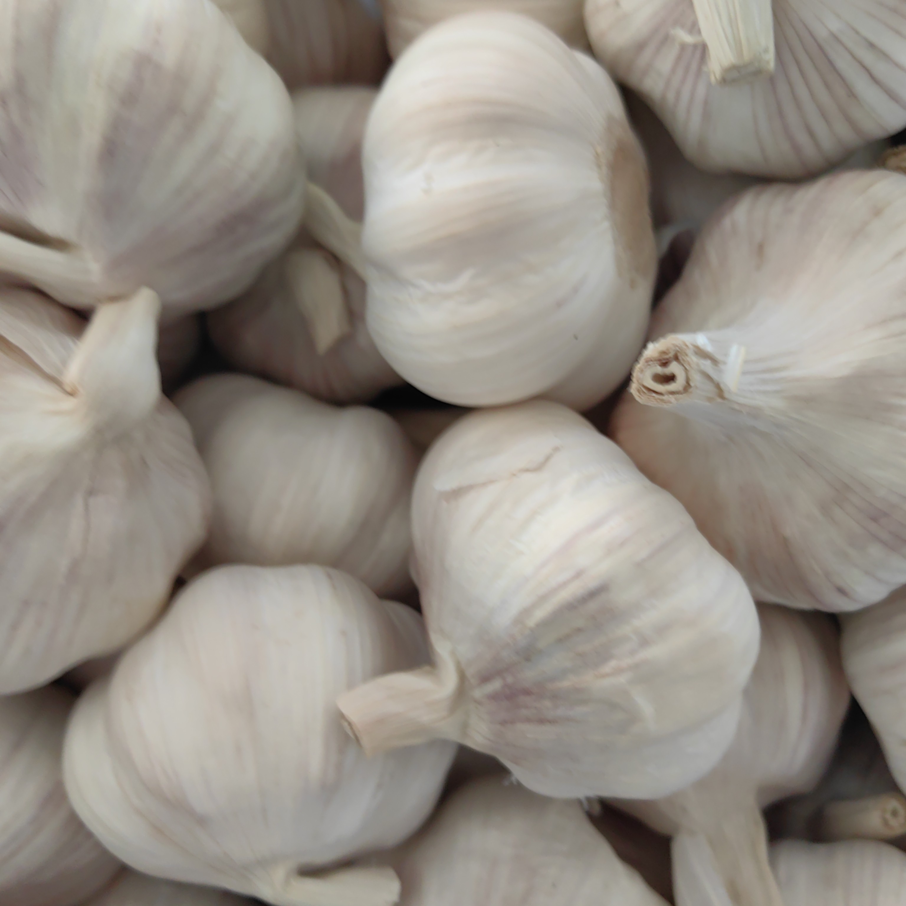 徐州本地当季新蒜干蒜