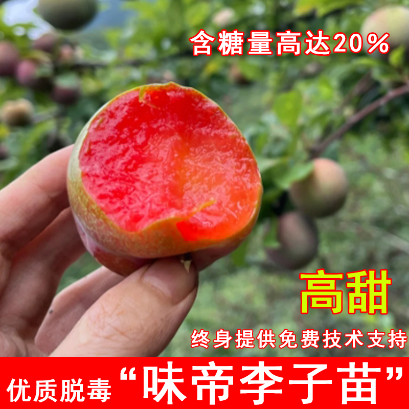 味帝李子树苗早熟美国杏李红心李味帝果树苗南北方庭院种当年结果