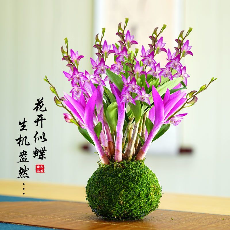 香水石斛兰花 特漂亮四季室内盆栽室内可水培花盆七彩兰花石斛兰