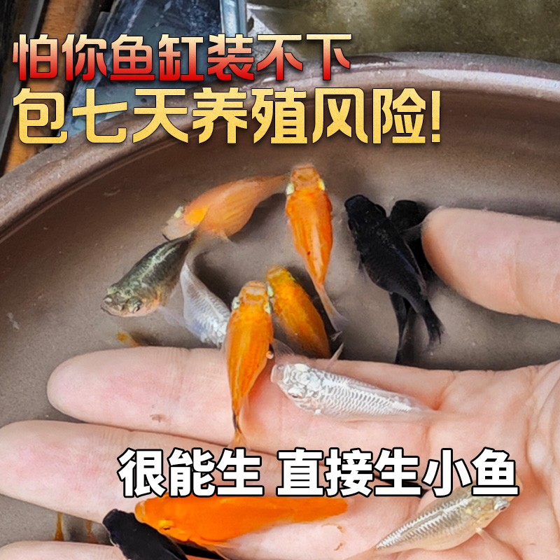 【包活7天】除油膜玛丽鱼好养耐活观赏鱼活体易繁殖小型热带鱼混养