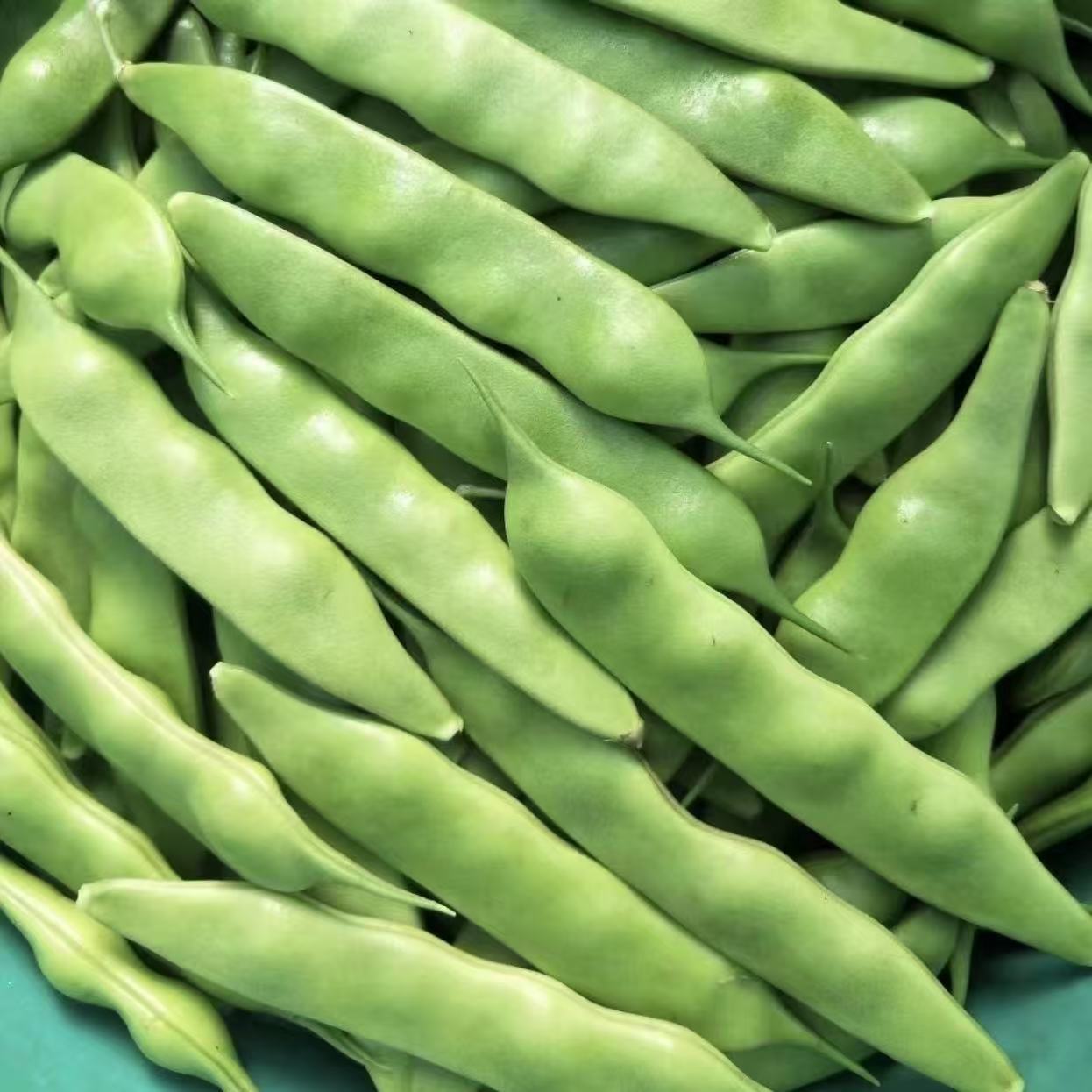 东北地油豆角齐齐哈尔农家小院豆角现摘现发无筋不柴冒泡豆角子哦