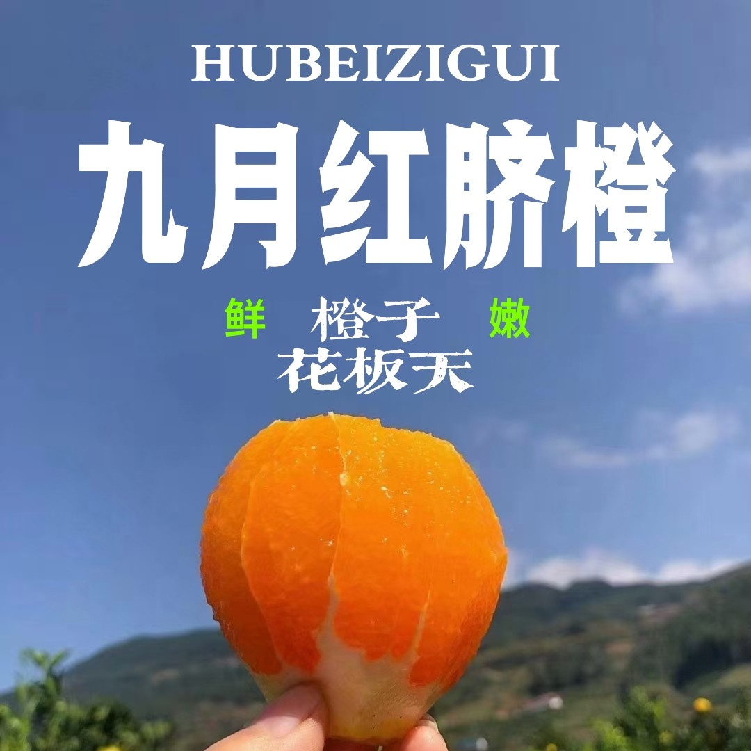 秭归九月红橙子现摘现发果肉晶莹汁水充沛香甜