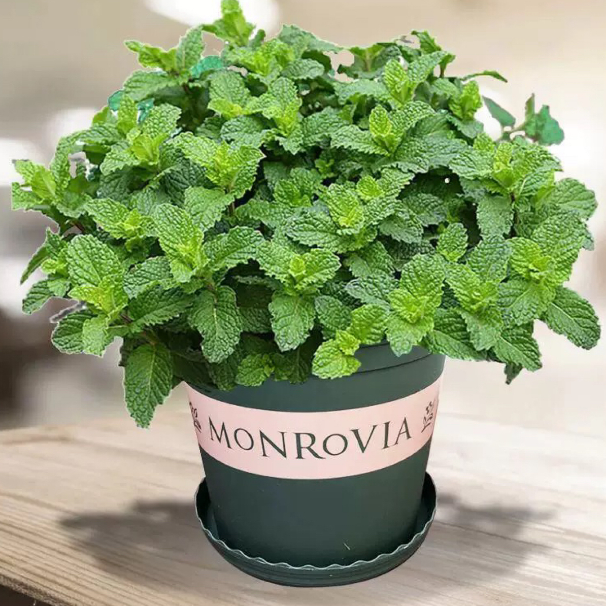 食用玫瑰薄荷 يالپۇز ئۇرىقى竞选种子 阳台盆栽地栽新疆包邮