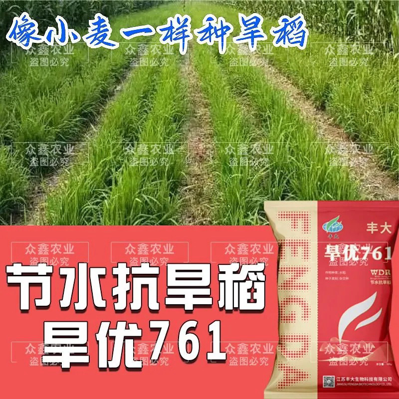 节水原装旱稻水稻种子旱优761水旱两用节水旱稻种子购买