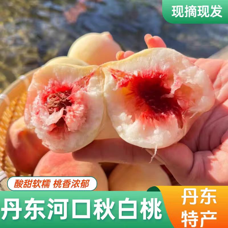 【一年只有50天鲜果期】酸甜软糯丹东秋白桃桃香浓郁家人精选水果