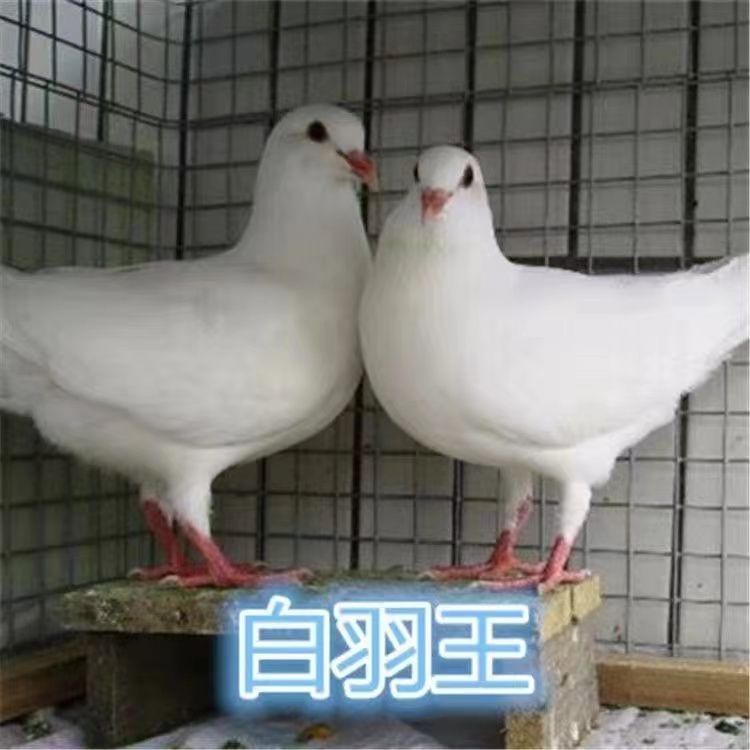 鸽子活物一对肉鸽落地王种鸽下蛋鸽白羽王鸽信鸽青年鸽鸽子活体