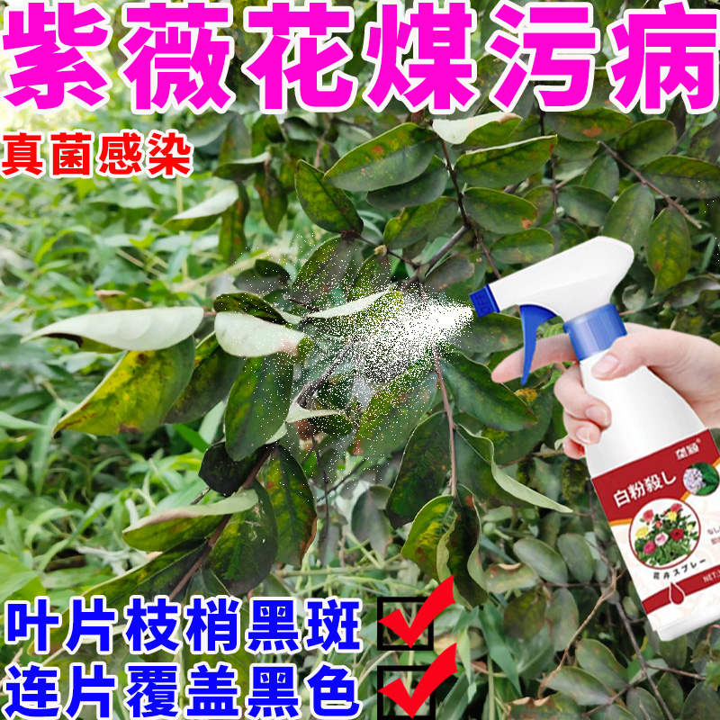 紫薇花树黑霉病煤污病专用清菌剂煤烟病果树花卉通用白粉病叶斑病
