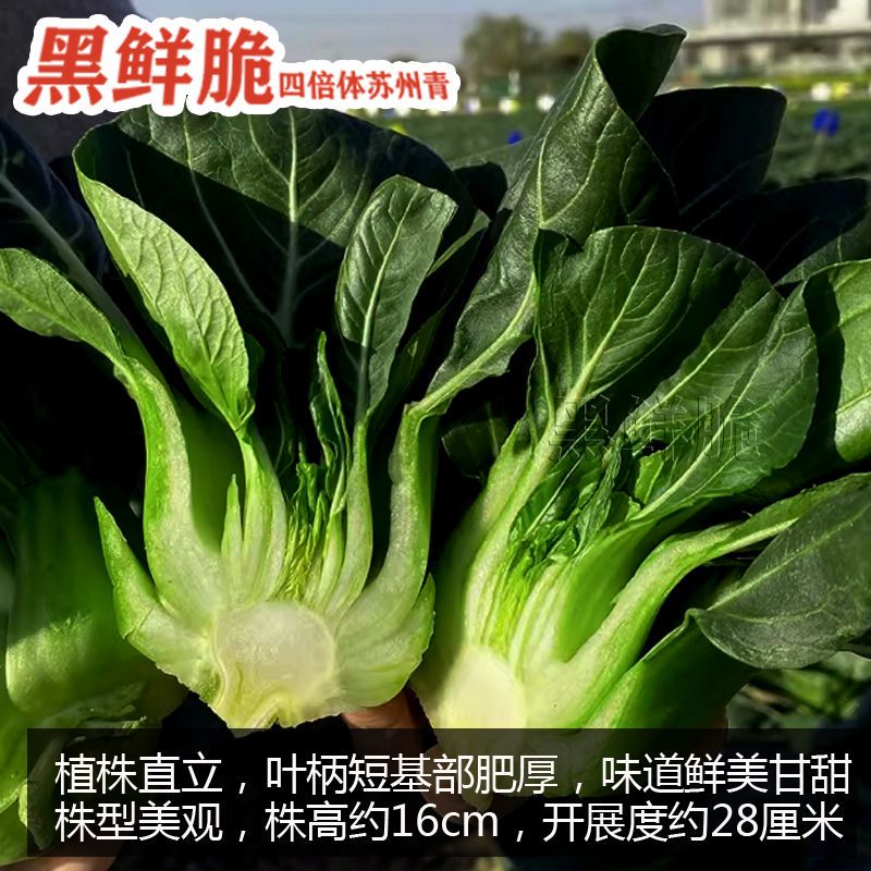 黑鲜脆苏州青种子黑大头抗寒肉厚青梗菜小油菜种籽四季青菜种子