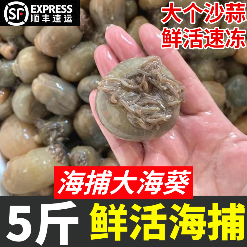 新鲜沙蒜海葵野生海捕鲜活冷冻5斤海肠海菊花根沙蒜豆面食材商用